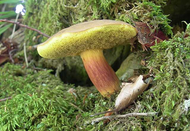 I funghi della foresta di Thann